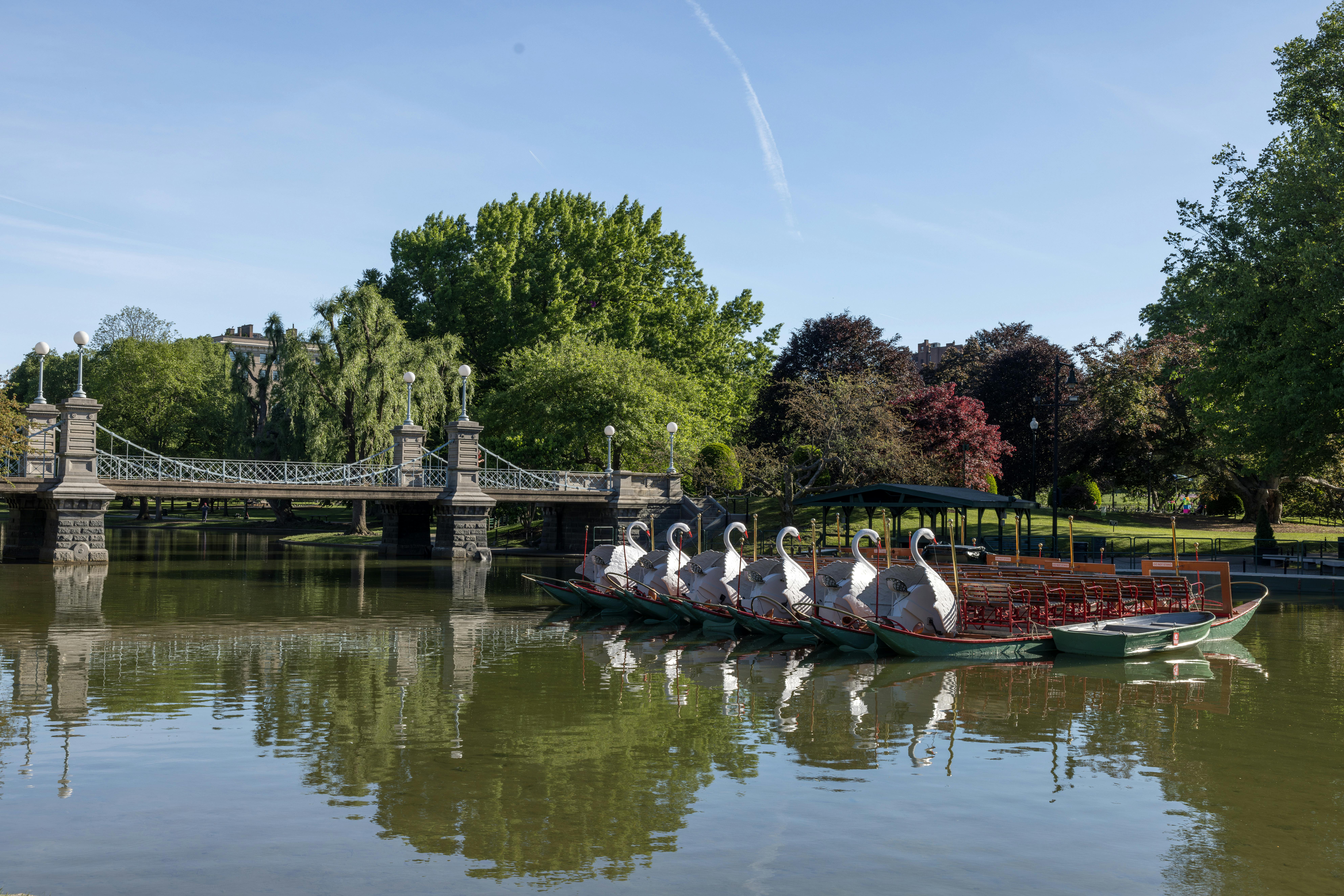 Swan boats in Boston Public Garden on a sunny day