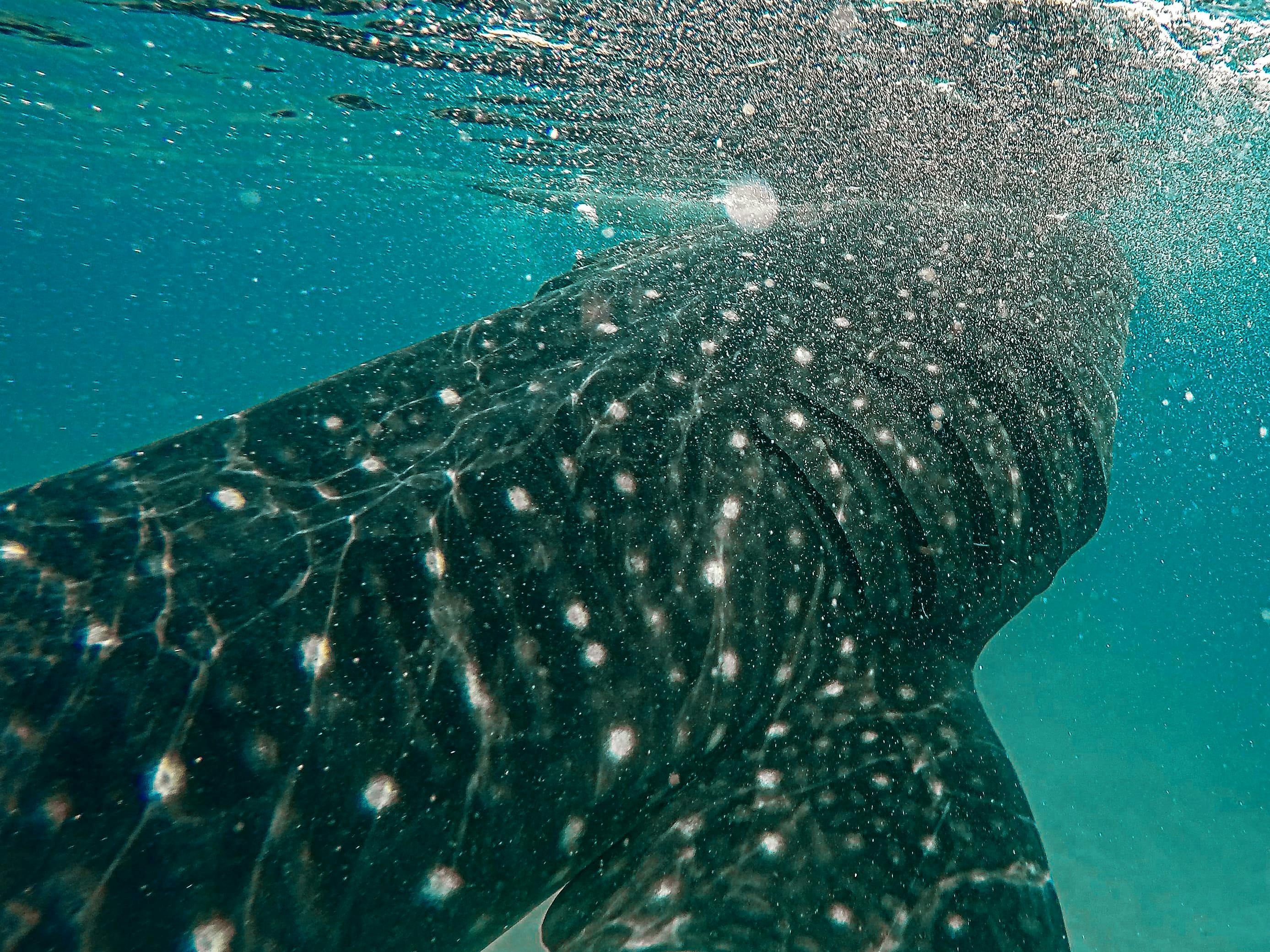 Snorkeling with sardines in Moalboal