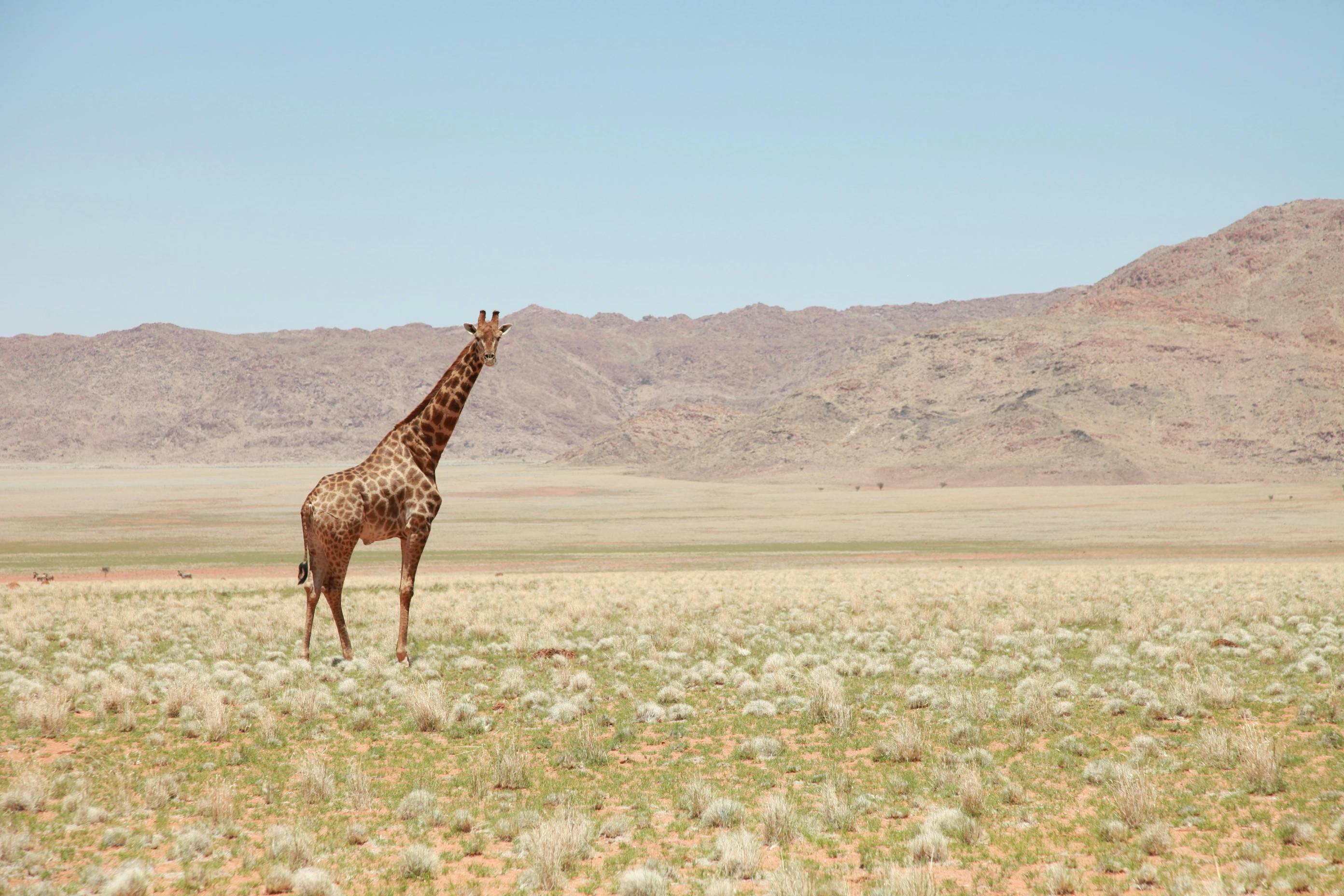 Namibia Reflections