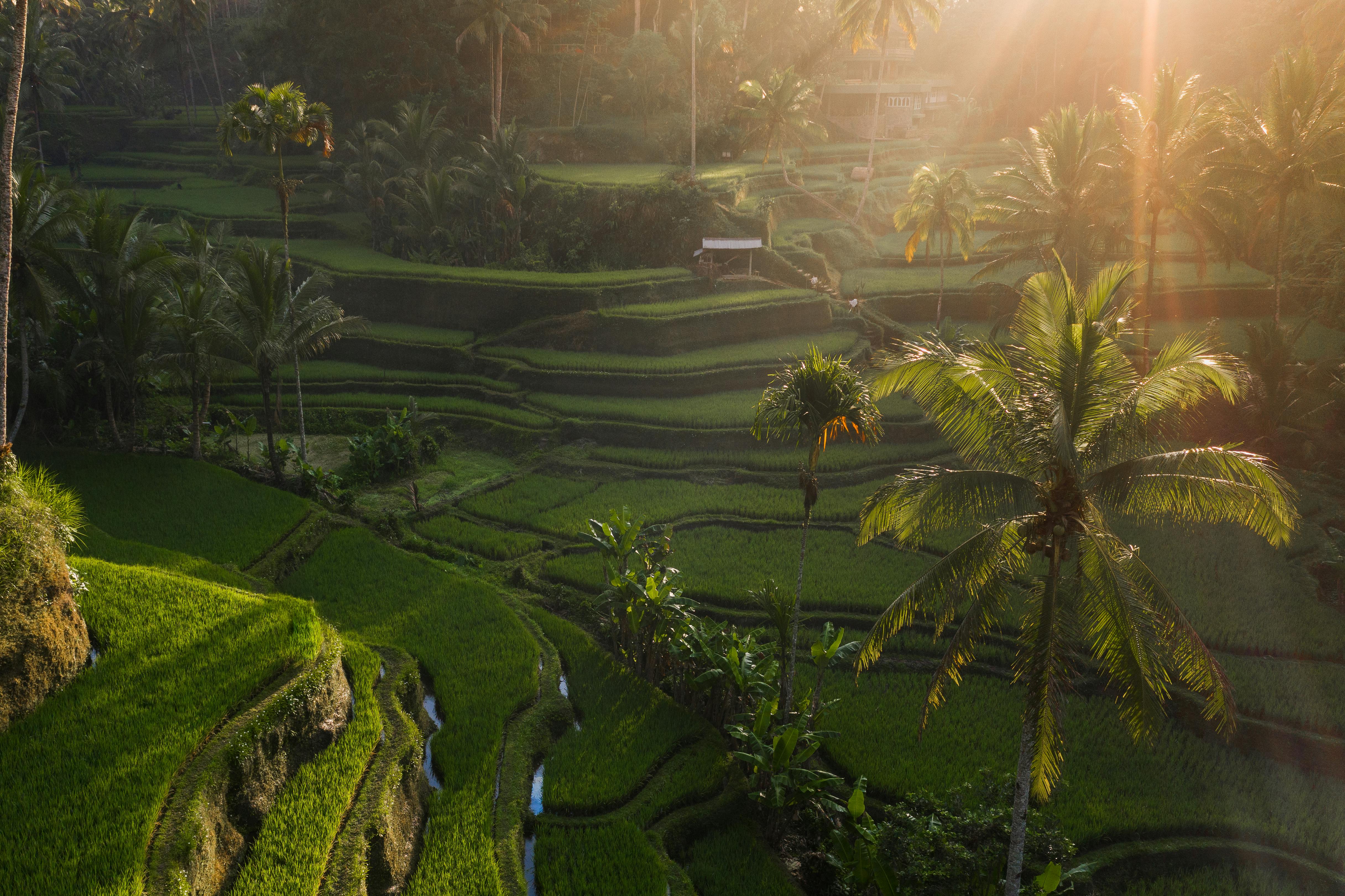 Tegallalang rice terraces in Ubud at sunrise